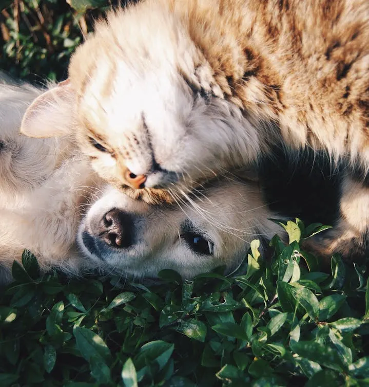 Pet friendly community